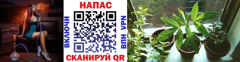 Канабис ГИДРОПОН Кадников